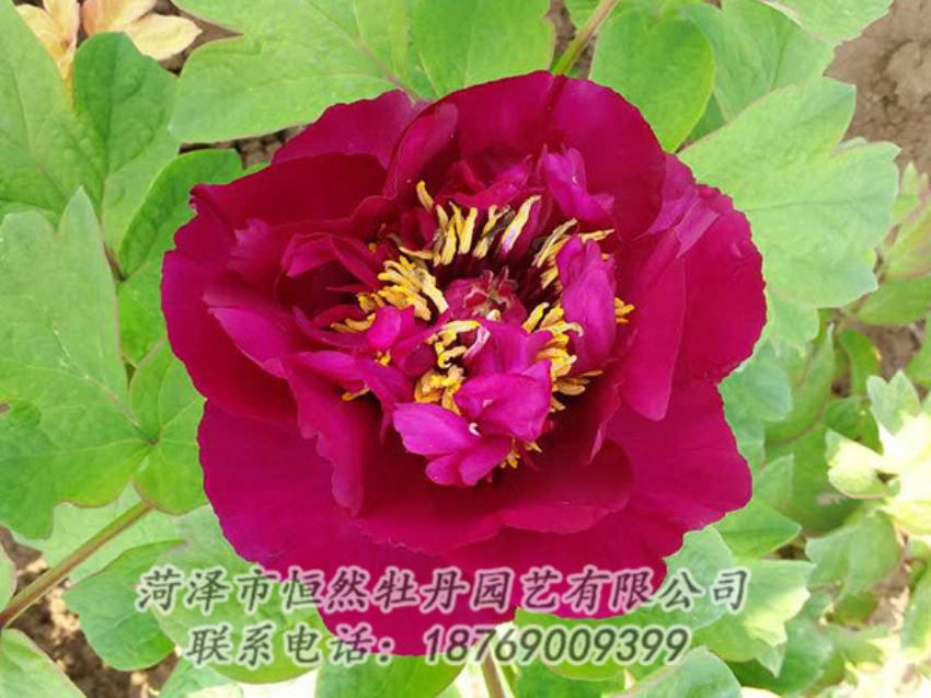 點(diǎn)擊查看詳細(xì)信息<br>標(biāo)題：紅色牡丹 閱讀次數(shù)：1778