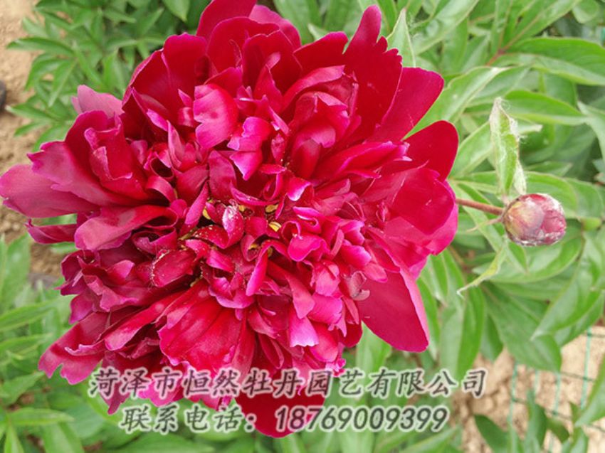 點擊查看詳細信息<br>標題：紅色芍藥 閱讀次數(shù)：982