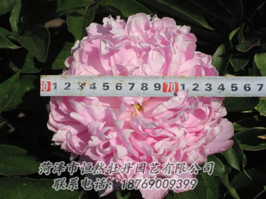 點擊查看詳細(xì)信息<br>標(biāo)題：桃面爭春 閱讀次數(shù)：1139