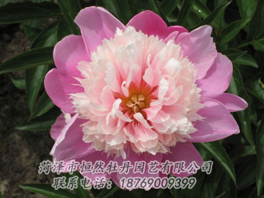 點擊查看詳細信息<br>標(biāo)題：蓮花臺 閱讀次數(shù)：1945