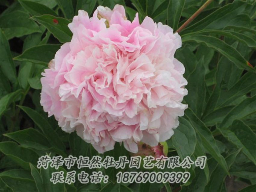 點(diǎn)擊查看詳細(xì)信息<br>標(biāo)題：粉面桃花 閱讀次數(shù)：1205