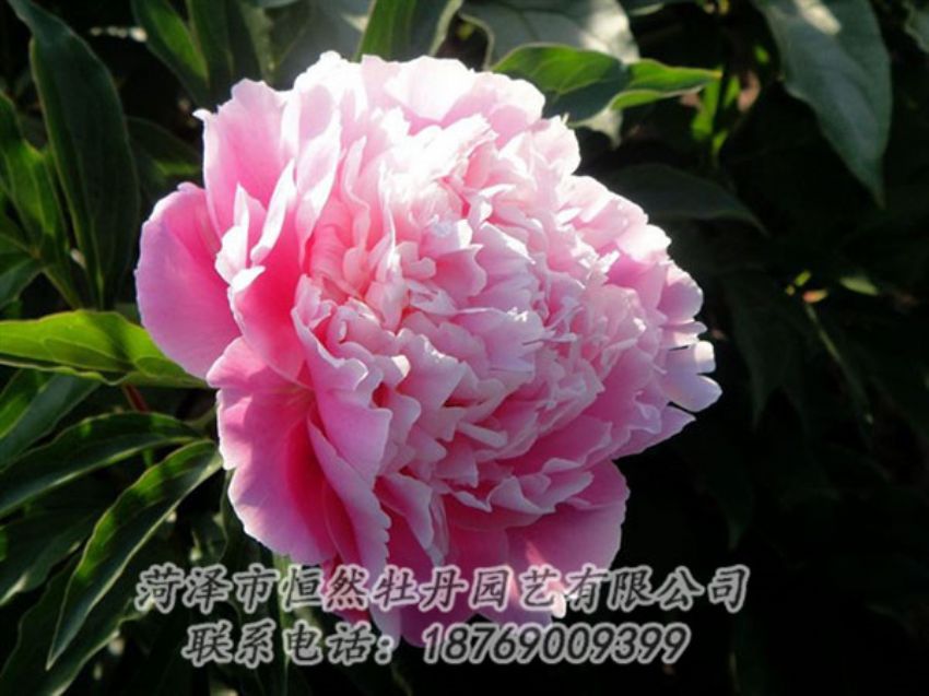 點(diǎn)擊查看詳細(xì)信息<br>標(biāo)題：粉色芍藥 閱讀次數(shù)：1966