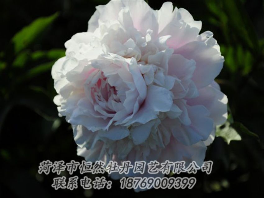 點(diǎn)擊查看詳細(xì)信息<br>標(biāo)題：粉色芍藥 閱讀次數(shù)：1055