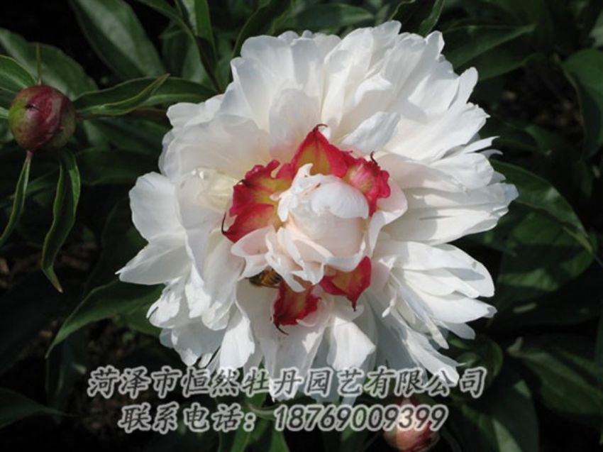 點擊查看詳細(xì)信息<br>標(biāo)題：無花龍玉 閱讀次數(shù)：1954