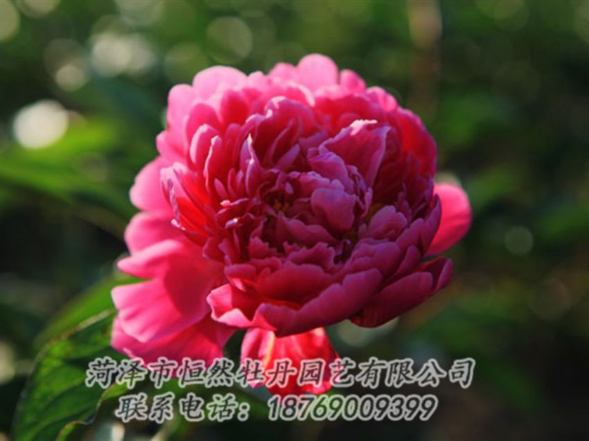 點(diǎn)擊查看詳細(xì)信息<br>標(biāo)題：大紅赤金 閱讀次數(shù)：977