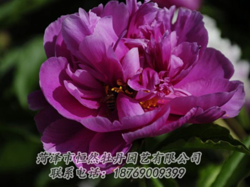 點(diǎn)擊查看詳細(xì)信息<br>標(biāo)題：紫凌 閱讀次數(shù)：1058