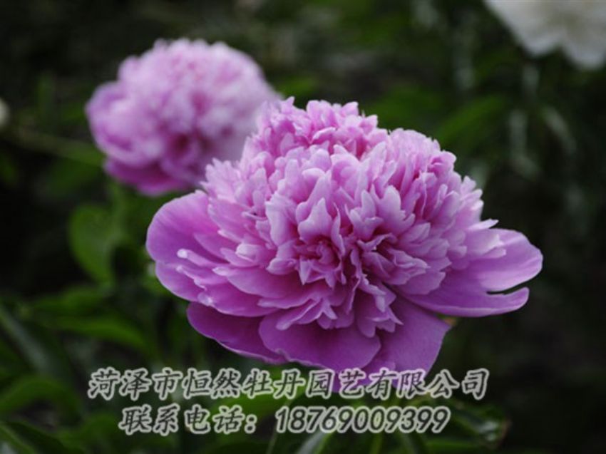 點(diǎn)擊查看詳細(xì)信息<br>標(biāo)題：紫色芍藥 閱讀次數(shù)：1978