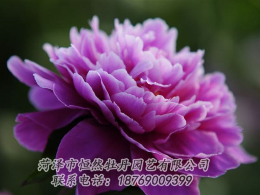 點(diǎn)擊查看詳細(xì)信息<br>標(biāo)題：紫色芍藥 閱讀次數(shù)：1935