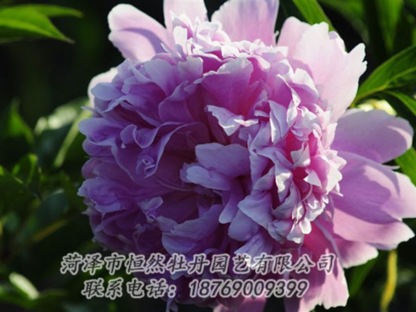 點擊查看詳細信息<br>標(biāo)題：藍菊 閱讀次數(shù)：1148