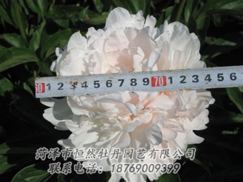 點(diǎn)擊查看詳細(xì)信息<br>標(biāo)題：雪峰 閱讀次數(shù)：1018