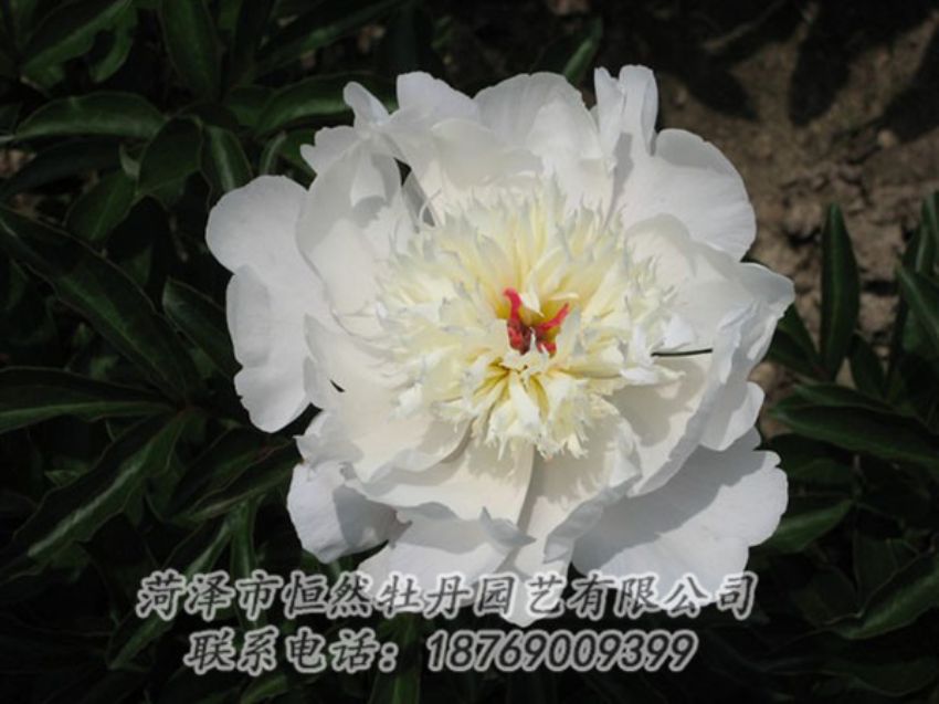 點擊查看詳細(xì)信息<br>標(biāo)題：凌花晨浴 閱讀次數(shù)：1134