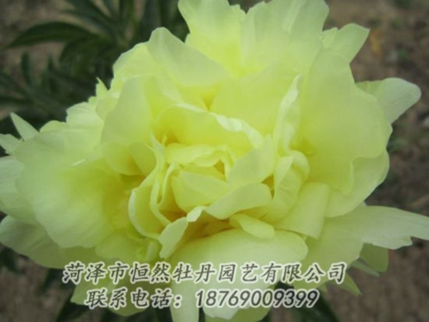 點擊查看詳細信息<br>標題：黃色芍藥 閱讀次數(shù)：1130