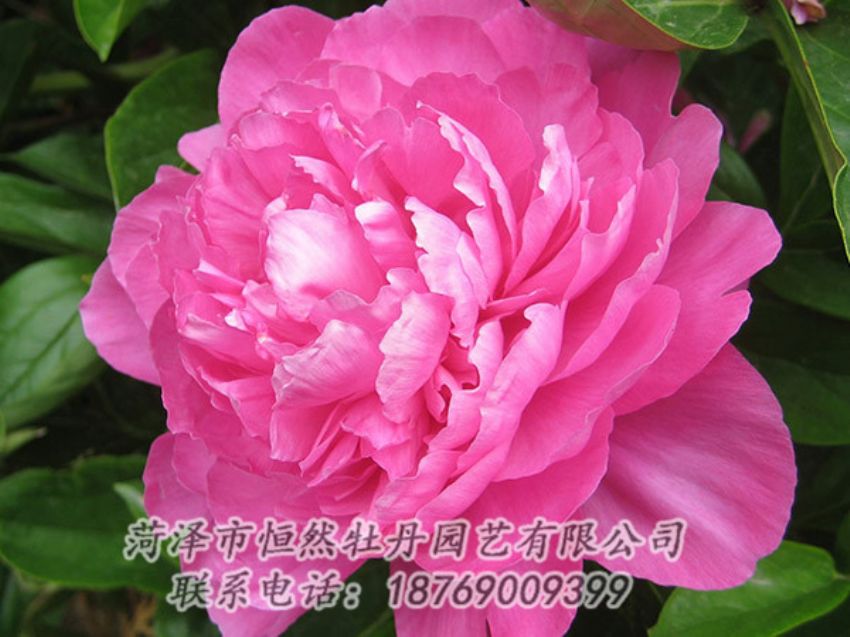 點擊查看詳細信息<br>標題：紅色芍藥 閱讀次數(shù)：989