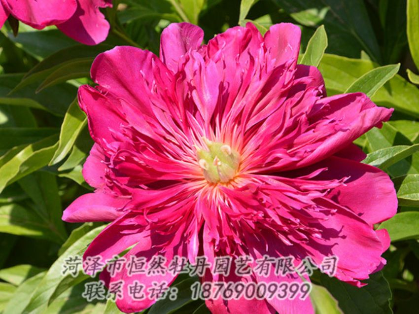 點(diǎn)擊查看詳細(xì)信息<br>標(biāo)題：紅色芍藥 閱讀次數(shù)：1036