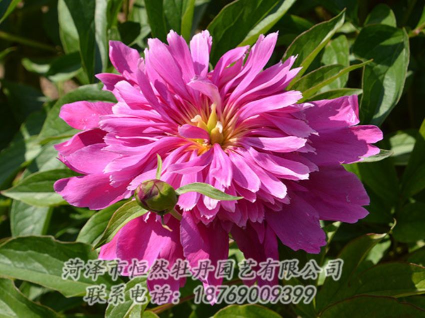 點擊查看詳細(xì)信息<br>標(biāo)題：紅色芍藥 閱讀次數(shù)：1050