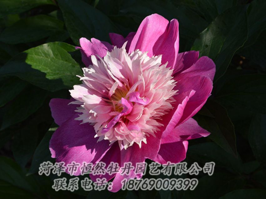 點擊查看詳細(xì)信息<br>標(biāo)題：紅色芍藥 閱讀次數(shù)：1126