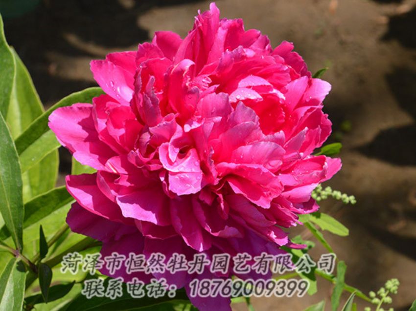 點擊查看詳細(xì)信息<br>標(biāo)題：紅色芍藥 閱讀次數(shù)：1031