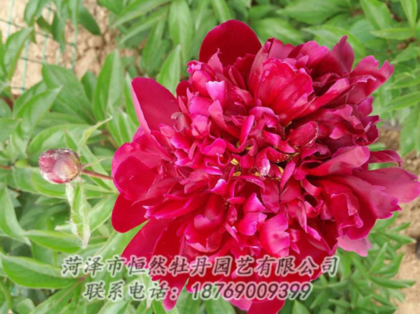 點擊查看詳細(xì)信息<br>標(biāo)題：紅色芍藥 閱讀次數(shù)：1078