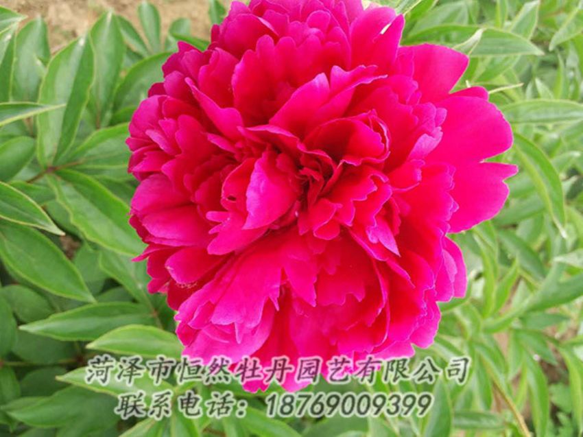 點擊查看詳細信息<br>標題：紅色芍藥 閱讀次數(shù)：1157