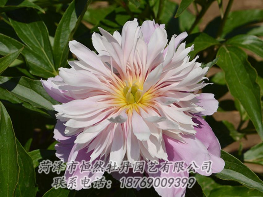 點擊查看詳細信息<br>標(biāo)題：粉色芍藥 閱讀次數(shù)：1188