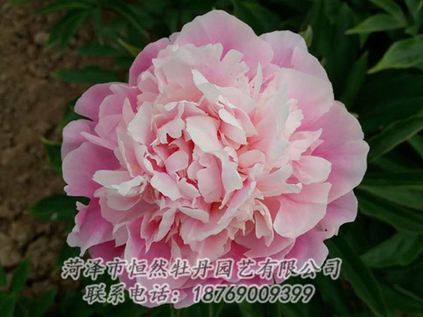 點擊查看詳細(xì)信息<br>標(biāo)題：粉色芍藥 閱讀次數(shù)：1338