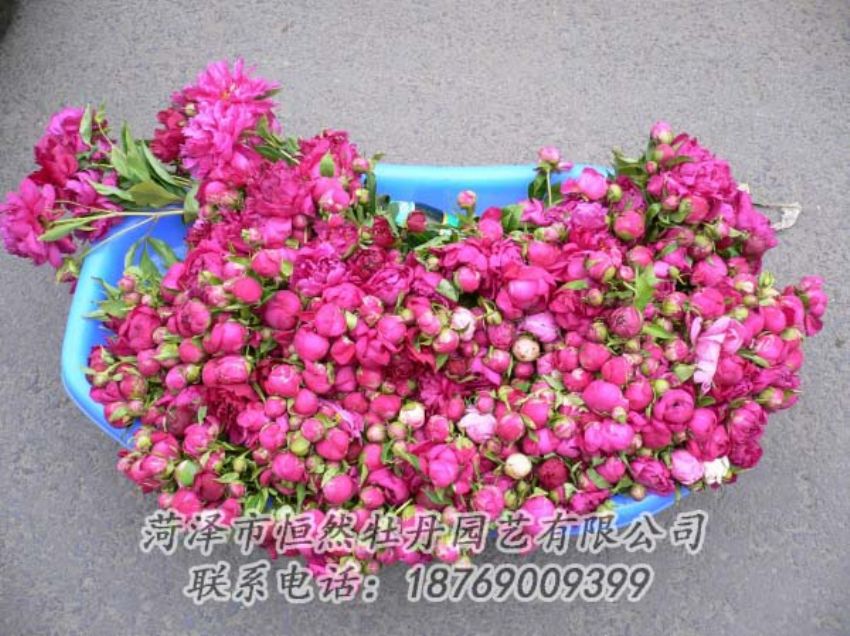 點(diǎn)擊查看詳細(xì)信息<br>標(biāo)題：芍藥切花 閱讀次數(shù)：1905