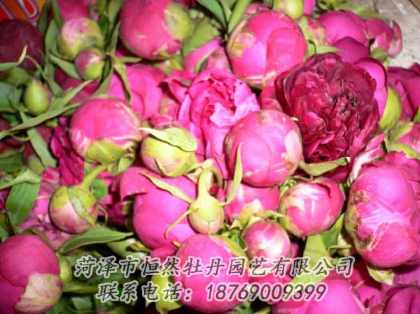 點(diǎn)擊查看詳細(xì)信息<br>標(biāo)題：芍藥切花 閱讀次數(shù)：1895