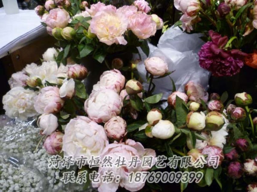 點(diǎn)擊查看詳細(xì)信息<br>標(biāo)題：芍藥切花 閱讀次數(shù)：2042