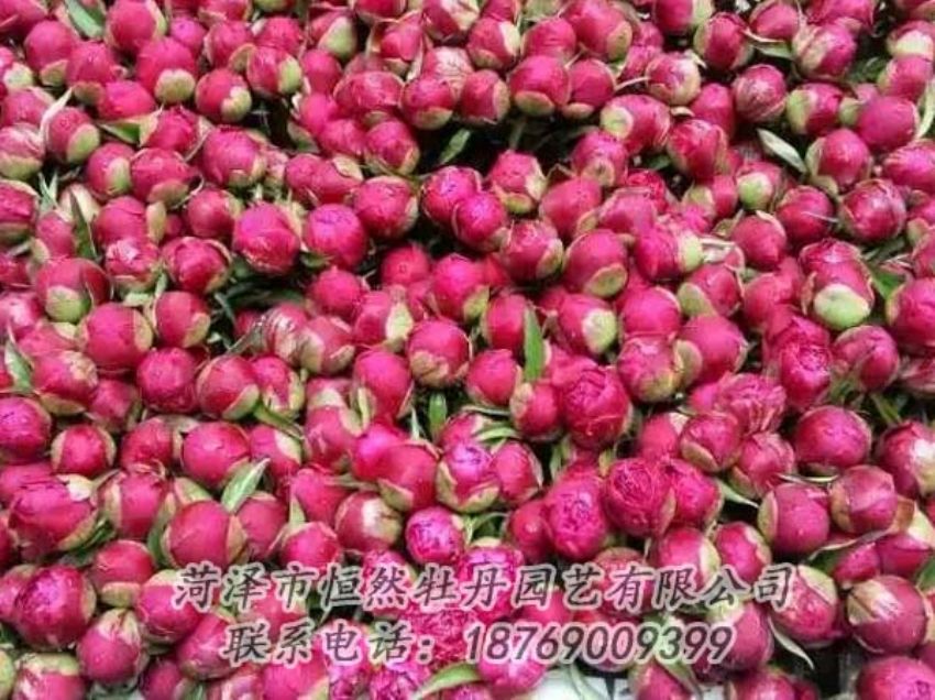 點擊查看詳細(xì)信息<br>標(biāo)題：芍藥切花 閱讀次數(shù)：2090