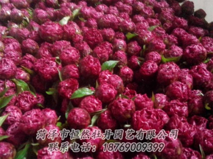 點(diǎn)擊查看詳細(xì)信息<br>標(biāo)題：芍藥切花 閱讀次數(shù)：1902