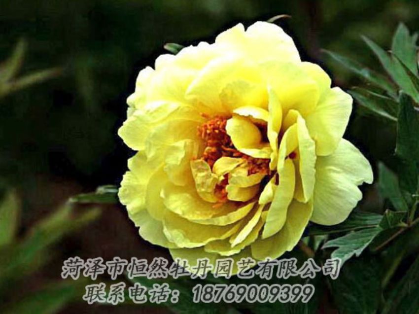 點(diǎn)擊查看詳細(xì)信息<br>標(biāo)題：黃色牡丹 閱讀次數(shù)：1754