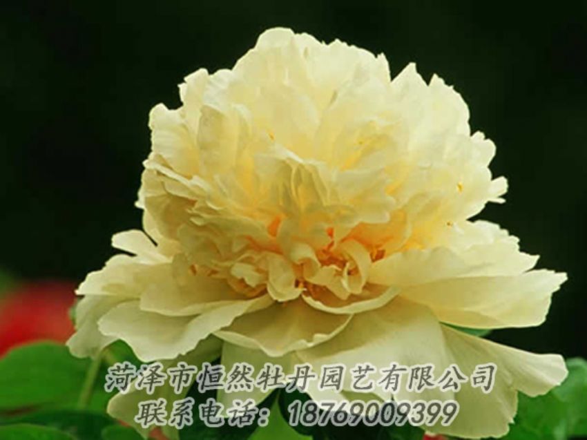 點(diǎn)擊查看詳細(xì)信息<br>標(biāo)題：黃色牡丹 閱讀次數(shù)：1825