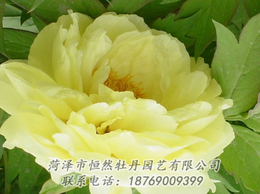 點擊查看詳細(xì)信息<br>標(biāo)題：黃色牡丹 閱讀次數(shù)：1857