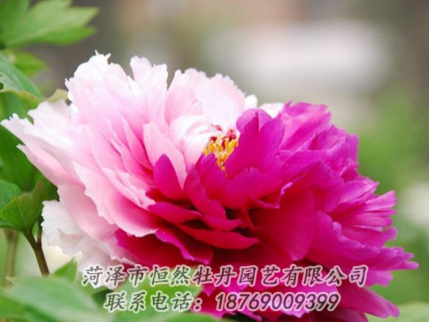 點(diǎn)擊查看詳細(xì)信息<br>標(biāo)題：花二喬 閱讀次數(shù)：1927