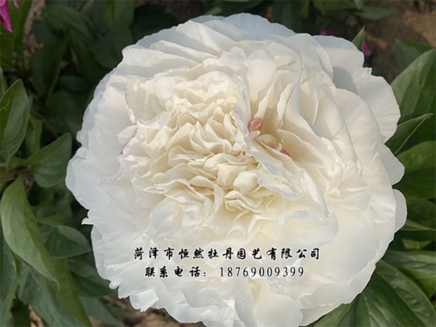 點擊查看詳細信息<br>標題：進口芍藥 閱讀次數(shù)：327