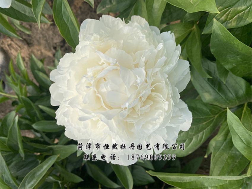 點擊查看詳細信息<br>標題：進口芍藥 閱讀次數(shù)：292