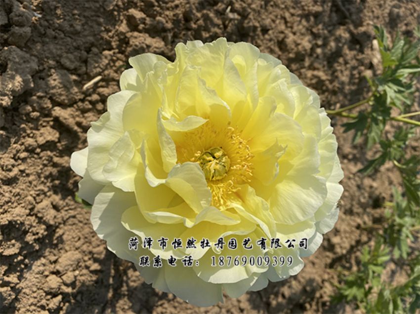 點(diǎn)擊查看詳細(xì)信息<br>標(biāo)題：進(jìn)口芍藥 閱讀次數(shù)：304